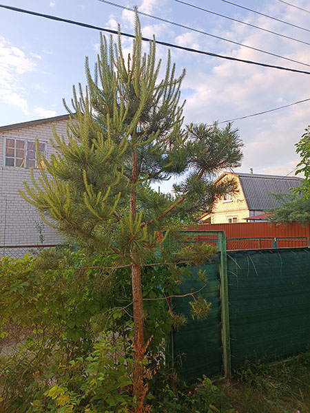 Прищипування свічок на сосні звичайній фото