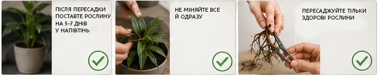 Корисні поради з пересадки кімнатних рослин Корисні поради з пересадки кімнатних рослин